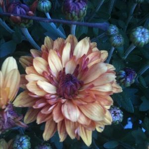 Meet your Posher, Jeanette